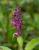 Img.VTax2441.Ex1.Img2