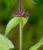 Img.VTax2441.Ex1.Img3