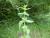 Img.VTax2441.Ex2.Img1