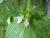 Img.VTax2441.Ex2.Img3