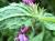 Img.VTax2442.Ex1.Img2