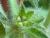 Img.VTax2442.Ex1.Img4