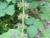 Img.VTax2442.Ex1.Img5