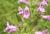 Img.VTax2446.Ex1.Img7