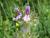 Img.VTax2447.Ex1.Img2