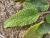 Img.VTax2450.Ex1.Img1