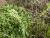 Img.VTax2450.Ex1.Img2