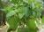 Img.VTax2456.Ex1.Img1
