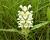 Img.VTax2462.Ex1.Img1