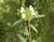 Img.VTax2462.Ex1.Img2