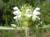 Img.VTax2462.Ex1.Img6