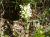 Img.VTax2462.Ex2.Img2
