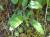 Img.VTax2464.Ex2.Img1