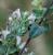Img.VTax2488.Ex2.Img2