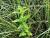 Img.VTax2509.Ex1.Img2