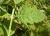 Img.VTax2509.Ex2.Img2