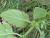 Img.VTax2515.Ex2.Img5