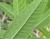 Img.VTax2544.Ex1.Img2