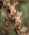 Img.VTax2550.Ex1.Img1
