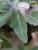 Img.VTax2550.Ex1.Img4