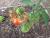 Img.VTax2562.Ex1.Img1