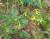 Img.VTax2562.Ex1.Img2