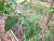 Img.VTax2562.Ex1.Img4