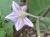 Img.VTax2570.Ex2.Img1
