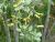 Img.VTax2575.Ex1.Img1