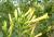 Img.VTax2575.Ex1.Img2