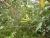 Img.VTax2575.Ex1.Img3