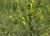 Img.VTax2581.Ex1.Img2