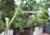 Img.VTax2638.Ex1.Img2