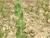 Img.VTax2638.Ex1.Img7