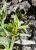 Img.VTax2652.Ex1.Img3
