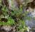 Img.VTax2666.Ex1.Img2