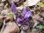 Img.VTax2732.Ex1.Img1