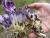 Img.VTax2732.Ex1.Img2