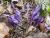 Img.VTax2732.Ex1.Img5