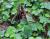 Img.VTax2743.Ex2.Img1
