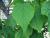 Img.VTax2774.Ex2.Img4