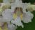 Img.VTax2774.Ex2.Img5