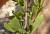 Img.VTax2775.Ex2.Img2