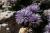 Img.VTax2778.Ex3.Img3