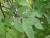 Img.VTax2861.Ex6.Img2