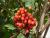 Img.VTax2861.Ex6.Img3