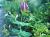 Img.VTax2867.Ex2.Img1