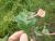 Img.VTax2867.Ex2.Img6