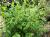 Img.VTax2869.Ex1.Img1