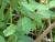Img.VTax2872.Ex2.Img3